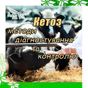 Кетоз. Методи діагностування та контролю.