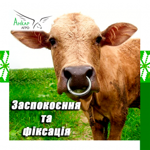 Заспокоєння та фіксація ВРХ