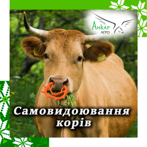 Самовидоювання корів