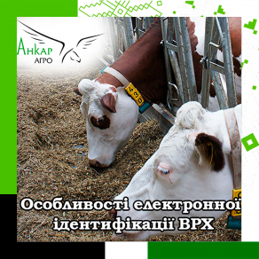 Особливості електронної ідентифікації ВРХ