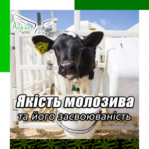 Якість молозива та його засвоюваність