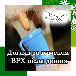 Догляд за вименем ВРХ після доїння