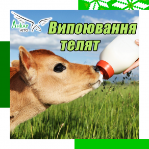 Випоювання телят