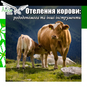 Отелення корови: рододопомога та інші інструменти 
